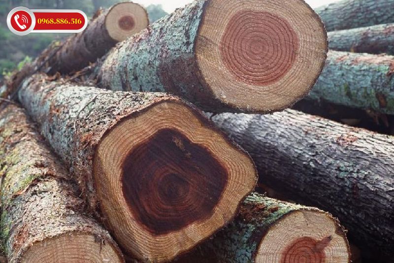 Gỗ Gụ rất quý hiếm hiện nay
